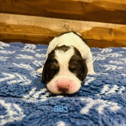 BB3 - Liver white and tan male English Springer Spaniel puppy in Britton, South Dakota from K&S Canines
