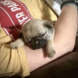 Pug Puppies from Triptych Kennels