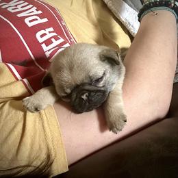 Pug Puppies from Triptych Kennels