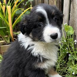 Cosmo - Black tri-color Australian Shepherd puppy in Yelm, Washington from Country Rose Australian Shepherds