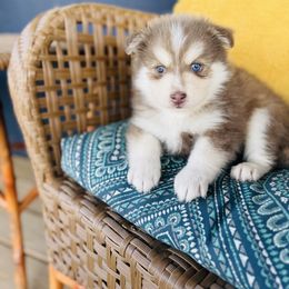 Cadbury - Lavender male Pomsky puppy in Yavapai County, Arizona from Pawsh Pomskies
