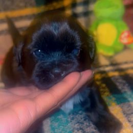 Bigg Mann - Liver and white male Shih Tzu puppy in Chapel Hill, North Carolina from A Handful of Love Breeders.LLC