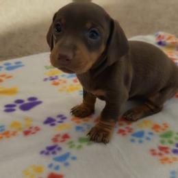 Solid choc Female - Chocolate and tan female Dachshund puppy in Woodward, Oklahoma from Oklahoma AKC Miniature Dachshunds