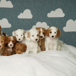 Australian Labradoodle Puppies from Lake Blue Australian Labradoodles