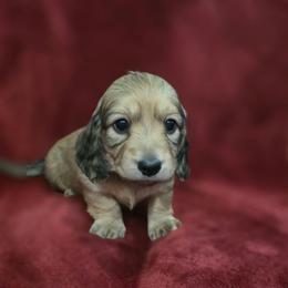 Girl 2 - Cream female Dachshund puppy in Sour Lake, Texas from Rigdon's dachshunds