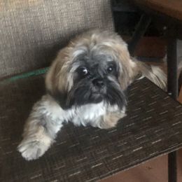 Cass - Shih Tzu