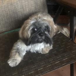 Cass - Shih Tzu