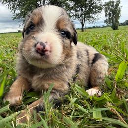 Boy 2-Blue Merle - Blue merle male Australian Shepherd puppy in Mayfield, Kentucky from Hamilton Farms