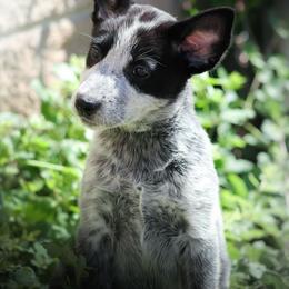 Galadriel (AKC) - Blue female Australian Cattle Dog puppy in Marana, Arizona from Impact 3rd Australian Cattle Dogs