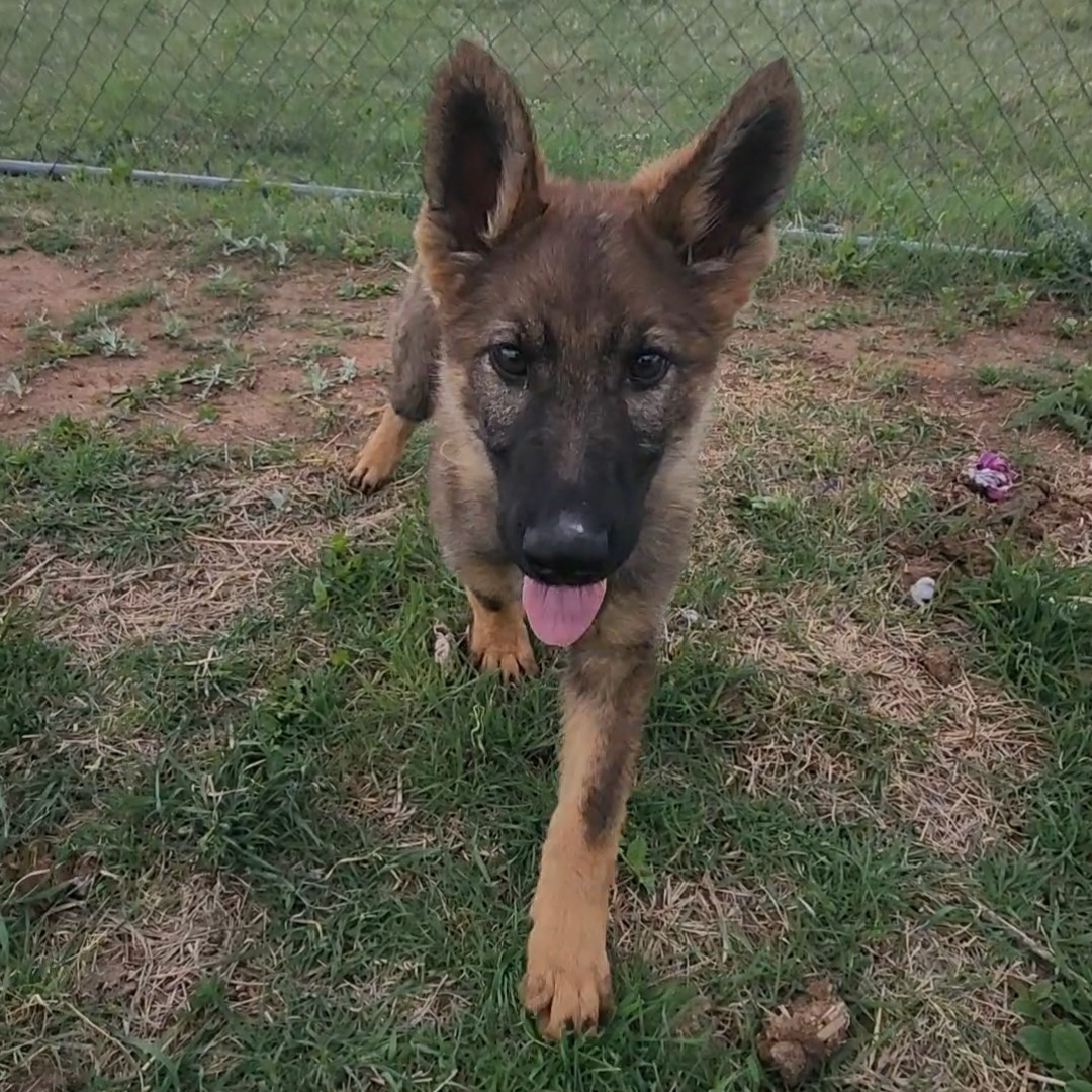 German Shepherd and Pembroke Welsh Corgi Puppies from Tiny Titans K9