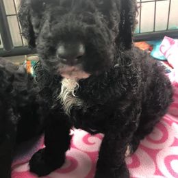 Assorted Doodle Crosses, Aussiedoodles, Bernedoodles, Cavapoos, Cotons de Tulear, and Goldendoodles from Scenic City Doodles