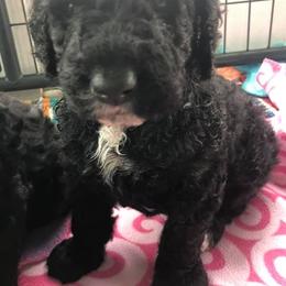 Assorted Doodle Crosses, Aussiedoodles, Bernedoodles, Cavapoos, Cotons de Tulear, and Goldendoodles from Scenic City Doodles