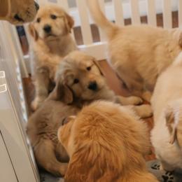 Golden Retrievers from Pups by Piper