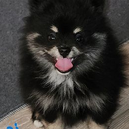 Girl 2 - Tri-colored female Pomeranian puppy in Turnersville, New Jersey from MK Exquisite Poms