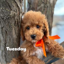 Bernedoodle, Cavalier King Charles Spaniel, Cavapoo, Goldendoodle, and Poodle Puppies from Gypsi Doodles & Poodles LLC.