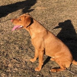 Labrador Retrievers from Sammy G's Gun Dogs