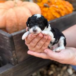 Domino - Parti male Poodle puppy in Wharton, Texas from In the Red Poodles