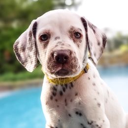CHEVY-NN LUA - White and liver brown Dalmatian puppy in Mckinney, Texas from 5 Alarm LUA Dalmatians & Bling Tiny Doodles