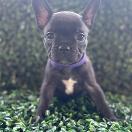 Purple collar - Black female French Bulldog puppy in Cordes Lakes, Arizona from Puppy Love AZ LLC