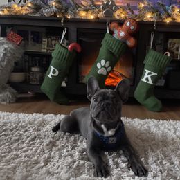 French Bulldog Puppies from Heartfelt Kennels