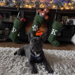 French Bulldog Puppies from Heartfelt Kennels