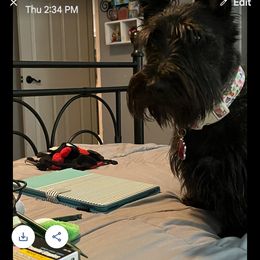 Scottish Terrier All Grown Up from Charissa Hannabass