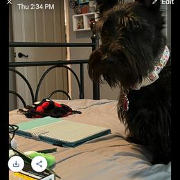 Scottish Terrier All Grown Up from Charissa Hannabass