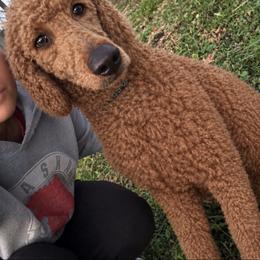 Rusty - Red  male Goldendoodle puppy in Kingsville, Missouri from The Bruce Farm