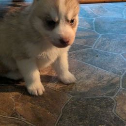 Siberian Husky Puppies from Spirit of the Moon Siberians