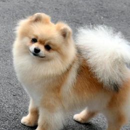 Lili - Pomeranian