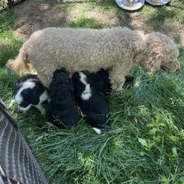 Golden Aussiedoodle and Goldendoodle Puppies from Wild Rose Tiny Poodles & Doodles
