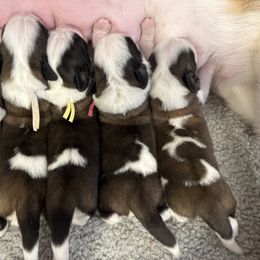 Boy 4 - Brown and white male Saint Bernard puppy in Wellington, Colorado from Thunder Keg St. Bernards