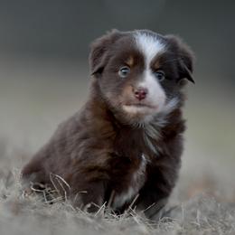 Dolly - Red tri female Miniature Australian Shepherd puppy in Hartman, Arkansas from Southern Edition Aussies