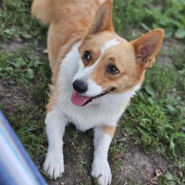 Poppy - Pembroke Welsh Corgi