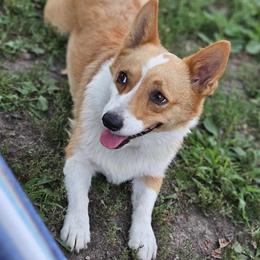 Poppy - Pembroke Welsh Corgi