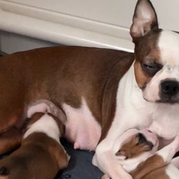 Baby - Boston Terrier