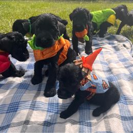 Giant Schnauzer, Golden Retriever, and Miniature American Shepherd Puppies from Elegy Kennels