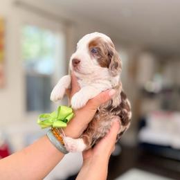 Bandit-Bluey - Chocolate merle male Bernedoodle puppy in Ontario, California from Teddy Doodles & Standard Poodles