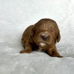 Dustin - Red male Cavapoo puppy in Vineyard, Utah from Pitter Patter Puppies