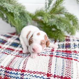 Hailthorn - Parti male Goldendoodle puppy in Greencastle, Indiana from Willow & Co.