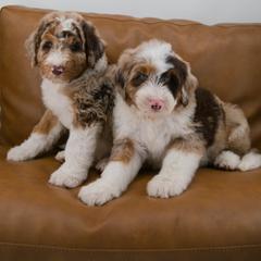 Australian Mountain Doodle Puppies from Brick House Farm Doodles