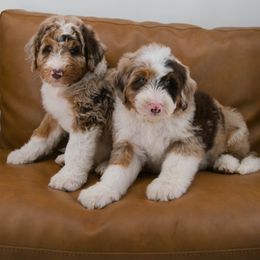Australian Mountain Doodle Puppies from Brick House Farm Doodles