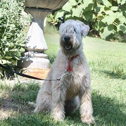 Beacon - Soft Coated Wheaten Terrier