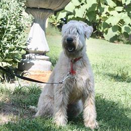 Beacon - Soft Coated Wheaten Terrier