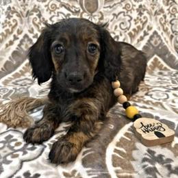 Nala - Dachshund