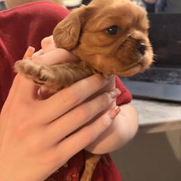Cavalier King Charles Spaniel and Cavapoo Puppies from Unicorn Tears and Cavaliers