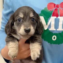 Galileo - Blue and cream male Dachshund puppy in Richmond, Virginia from Irresistible Dachshunds