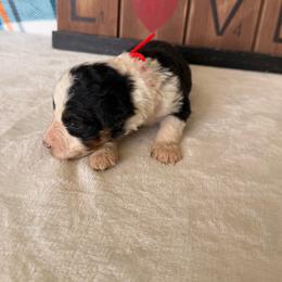 Spider-Man - Tri-color male Bernedoodle puppy in Luana, Iowa from Country View Bernedoodles and Goldendoodles