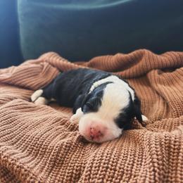 Shepherd - Black and white male Sheepadoodle puppy in Provo, Utah from Doodlefolk