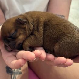 French Bulldog puppies from Amanda's French Bulldogs